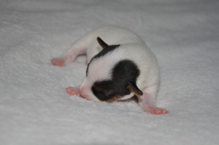 DANTE: ...Denkerstirn & Dichtername... :-)